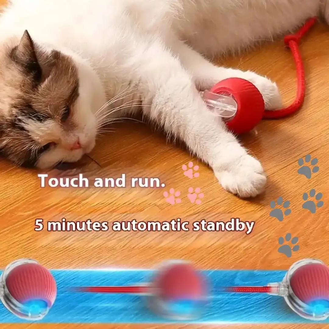 Rolling Pet Ball - Image 9